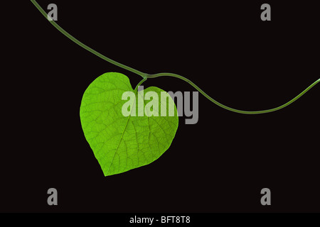 Heart Shaped Leaf auf schwarzem Hintergrund Stockfoto