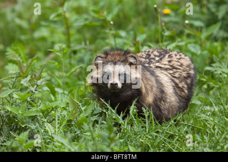 Marderhund Stockfoto