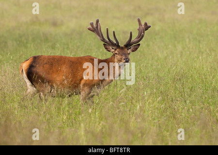 Red Deer Stockfoto