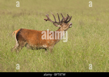 Red Deer Stockfoto