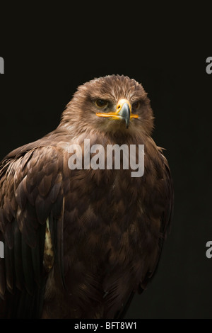 Steppenadler Stockfoto