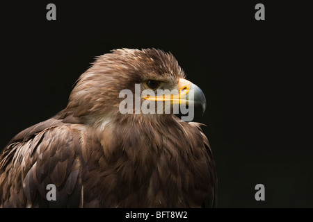 Steppenadler Stockfoto