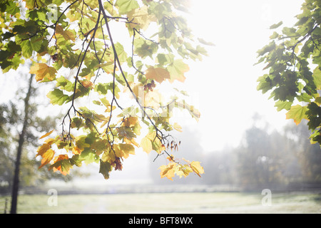 Herbstlaub Stockfoto