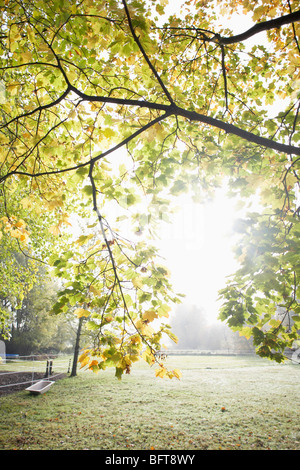 Herbstlaub im Park Stockfoto