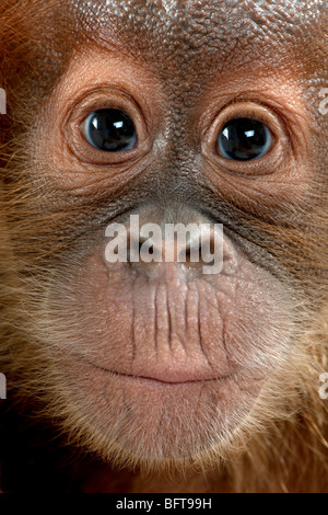 Nahaufnahme von Baby Sumatra Orang-Utan, 4 Monate alt Stockfoto