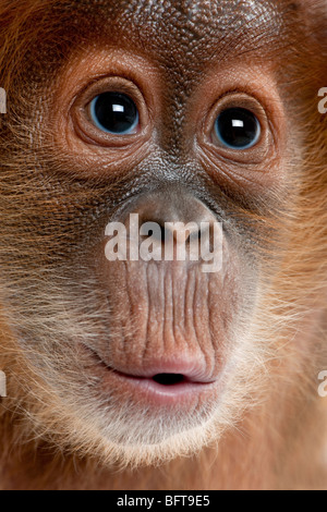 Nahaufnahme von Baby Sumatra Orang-Utan, 4 Monate alt Stockfoto