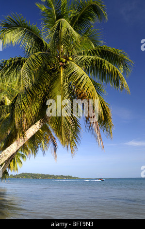 Palme auf Carenero Insel in der Nähe von Bocas Del Toro Panama Stockfoto