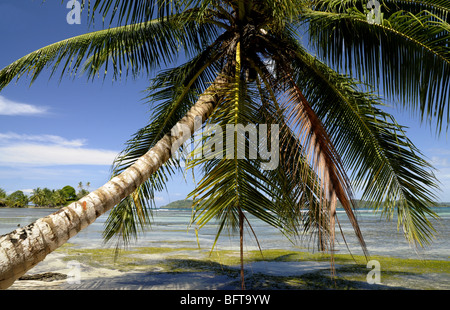 Palme auf Carenero Insel in der Nähe von Bocas Del Toro Panama Stockfoto