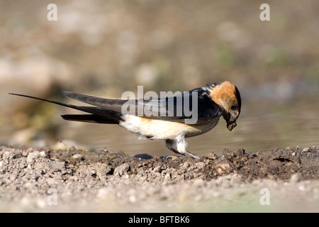 Red rumped Swallow (Hirrundo Daurica) Schlamm für den Nestbau zu sammeln Stockfoto