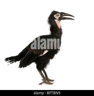 Young südliche Hornrabe, Bucorvus Leadbeateri, 18 Monate alt, vor einem weißen Hintergrund Stockfoto