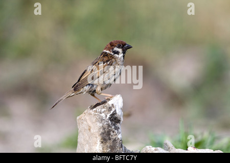 Eurasische Baum-Spatz (Passer Momtanus) hocken auf einer Steinsäule nach dem Baden Stockfoto