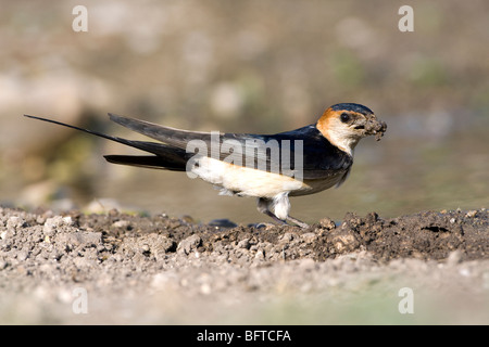 Red rumped Swallow (Hirrundo Daurica) Schlamm für den Nestbau zu sammeln Stockfoto