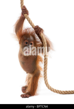 Baby Sumatra Orang-Utan hängen am Seil, 4 Monate alt, vor weißem Hintergrund Stockfoto