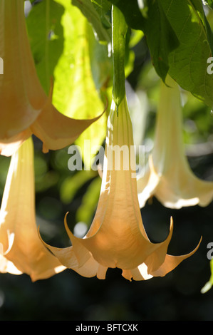 Die Engelstrompete Blumen In El Valle-Panama Stockfoto