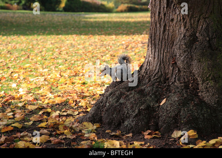 EINES DER VIELEN EICHHÖRNCHEN AUF NAHRUNGSSUCHE FÜR MUTTERN UNTER DEM LAUB IM HERBST IN COLCHESTER CASTLE PARK. Stockfoto