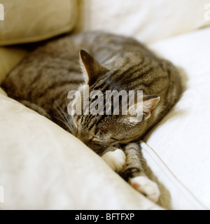 Eine Tabbykatze auf Creme Kissen schlafen Stockfoto