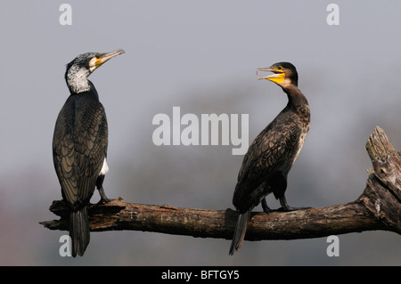Kormoran Stockfoto