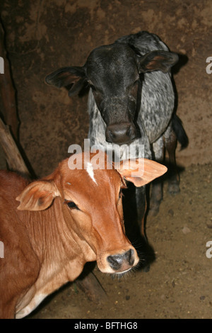 Zwei Kühe stehen in Masai Stamm Stall In Engaruka Village, Tansania Stockfoto