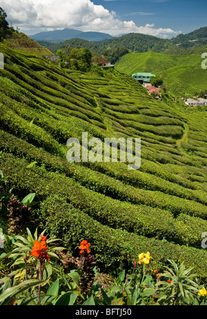 Cameron Teeplantagen in den Cameron Highlands, Malaysia Stockfoto