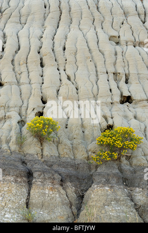 Gelbe Rabbitbrush (Chrysothamnus Viscidiflorus) auf erodierten Tonstein, Theodore-Roosevelt-Nationalpark, North Dakota, USA Stockfoto