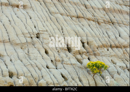 Gelbe Rabbitbrush (Chrysothamnus Viscidiflorus) auf erodierten Tonstein, Theodore-Roosevelt-Nationalpark, North Dakota, USA Stockfoto