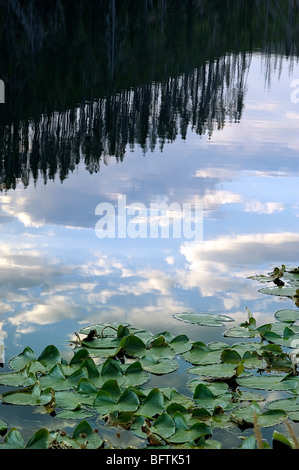 Baum-Reflexionen in South Twin Lake, mit Seerosen, Yellowstone-Nationalpark, Wyoming, USA Stockfoto