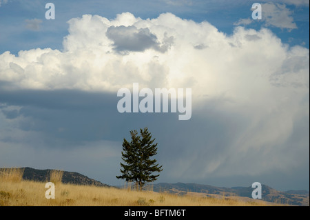 Einsame Kiefer auf dem Blacktail Hirsch Plateau, Yellowstone-Nationalpark, Wyoming, USA Stockfoto