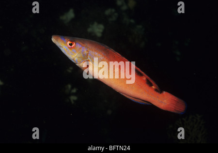 Weibliche Kuckuck Lippfische. Labrus Bimaculatus. UK-Fisch. Marine Unterwasserwelt vor der Küste von Plymouth UK. Scuba UK. Stockfoto