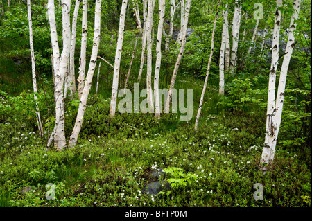 Hain von weißen Birken und blühenden Sumpfporst im Frühjahr, Greater Sudbury, Ontario, Kanada Stockfoto