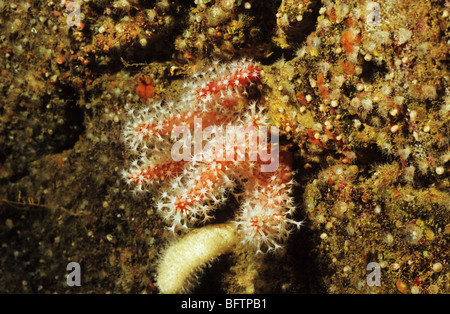 Rote Finger. Alcyonium Glomeratum. Koralle. Nesseltieren. Marine Unterwasserwelt vor der Küste von Plymouth UK. Scuba UK. Stockfoto