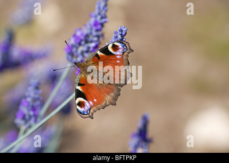 Tagpfauenauge (Inachis Io oder Aglais Io) ernähren sich von Lavendel am Snowshill Lavender Farm Stockfoto