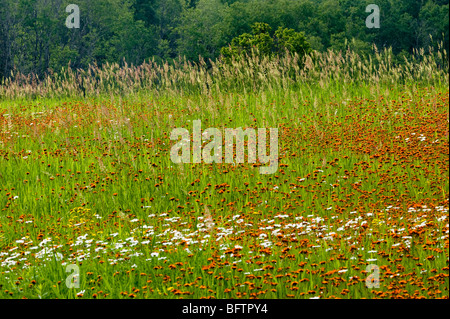 Große Wiese mit Gräsern, Orange Habichtskräuter und Gänseblümchen, Greater Sudbury, Ontario, Kanada Stockfoto