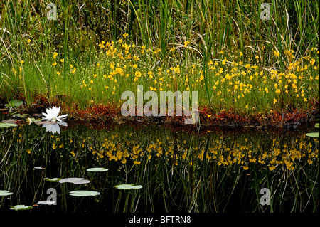 Boreal Moor mit Blüte stehenden und duftenden weißen Seerosen, Greater Sudbury, Ontario, Kanada Stockfoto