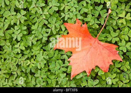 Rotes Ahornblatt auf grünen Blättern Stockfoto