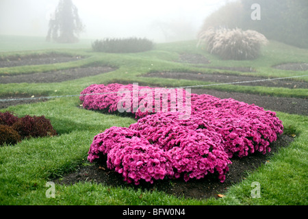 Bett von Magenta Chrysanthemen brillant gegen grünen Rasen in dichtem Nebel im Mohonk Mountain House Gardens im Bundesstaat New York Stockfoto