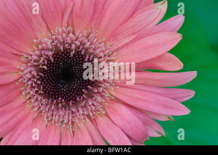 Nahaufnahme des hellen rosa Gerbera Daisy auf einem hellen grünen Hintergrund. Zentrum von Daisy ist in L 1/3 des horizontalen Rahmen positioniert. Stockfoto