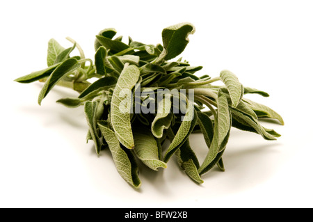 Gemeinsamen Salbei auf weißem Hintergrund Stockfoto