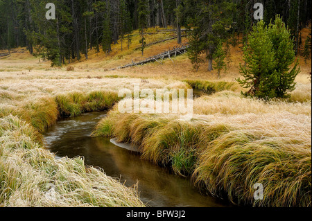 Mattierte Gräser und Kiefern in der Nähe von Gibbon River, Yellowstone-Nationalpark, Wyoming, USA Stockfoto