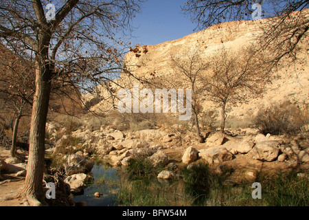 Israel, Negev. Ein Avdat Nationalpark in Wadi Zin Stockfoto