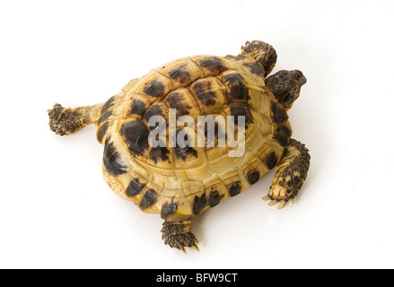 Schildkröte Schildkröten Schale Muscheln langsam bewegen Tier schnell schnell langsamste schnellste Reptil Reptilien griechischen Hermans Testudo Hermanni Stockfoto