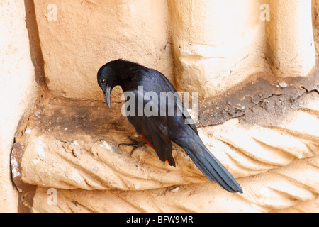 Die Red-winged Starling, Onychognathus Morio, ist ein Vogel in Ostafrika von Äthiopien bis zum Kap in Südafrika heimisch Stockfoto