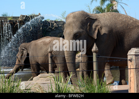 Zwei Elefanten Stockfoto