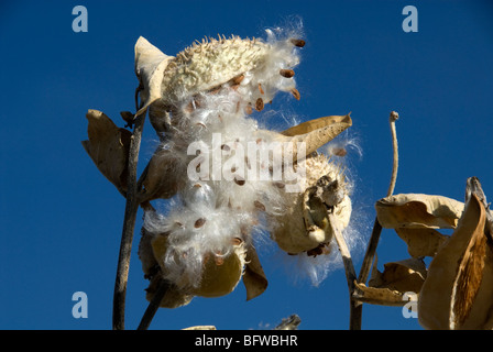 Gemeinsamen Seidenpflanze Asclepias syriaca Stockfoto