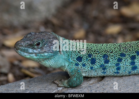 Ocellated Eidechse Timon Lepidus Zoo San Diego Kalifornien USA Stockfoto