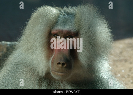 Hamadryas Pavian Papio Hamadryas Zoo von Phoenix Arizona USA Stockfoto