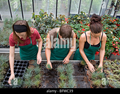 zwei Frauen, Mann, die Fürsorge für Pflanzen Stockfoto
