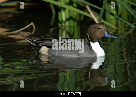 Nördlichen Pintail Anas Acuta Drake Zoo von Phoenix Arizona USA Stockfoto