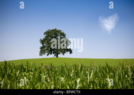 Eiche auf Hügel im Frühjahr Stockfoto, Bild: 26989197 - Alamy