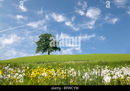 Eiche auf Hügel im Frühjahr Stockfoto