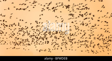 Pink-footed Gans Anser Brachyrhynchos Herde im Flug bei Sonnenuntergang Stockfoto